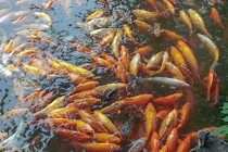 Goldfish in a pond inside Yuyuan Gardens in Shanghai.